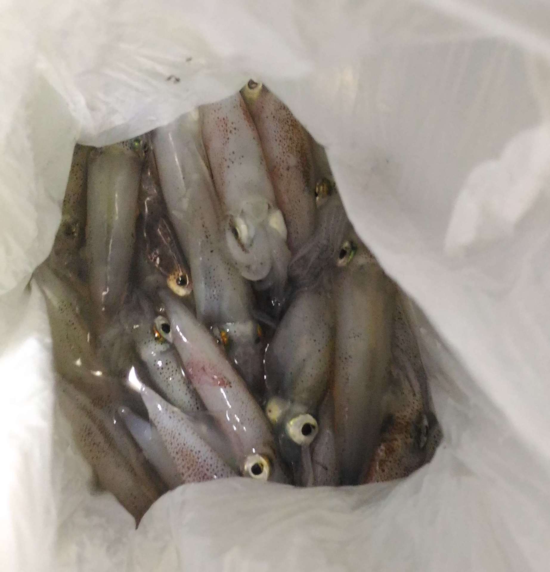 ベイカ 魚釣り記録 釣り魚瀬戸 ゲームフィッシュで魚を獲る